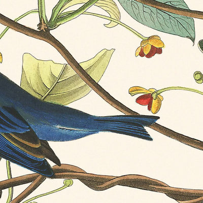 Pájaro índigo de John James Audubon, 1827