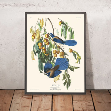 Florida Jay di John James Audubon, 1827 