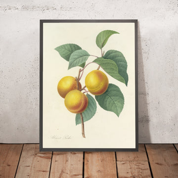 A framed image of Abricot Pêche (Plate 1) by Pierre Joseph Redouté, 1827