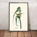 Vigors Vireo von John James Audubon, 1827 