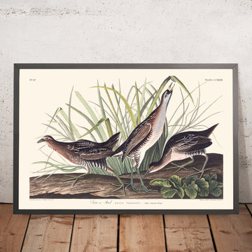 Un’immagine incorniciata di Sora, o Rail di John James Audubon, 1827
