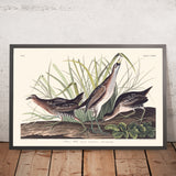 Sora, or Rail by John James Audubon, 1827