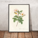 Rose (Rosa stylosa) by Pierre Joseph Redouté, 1817