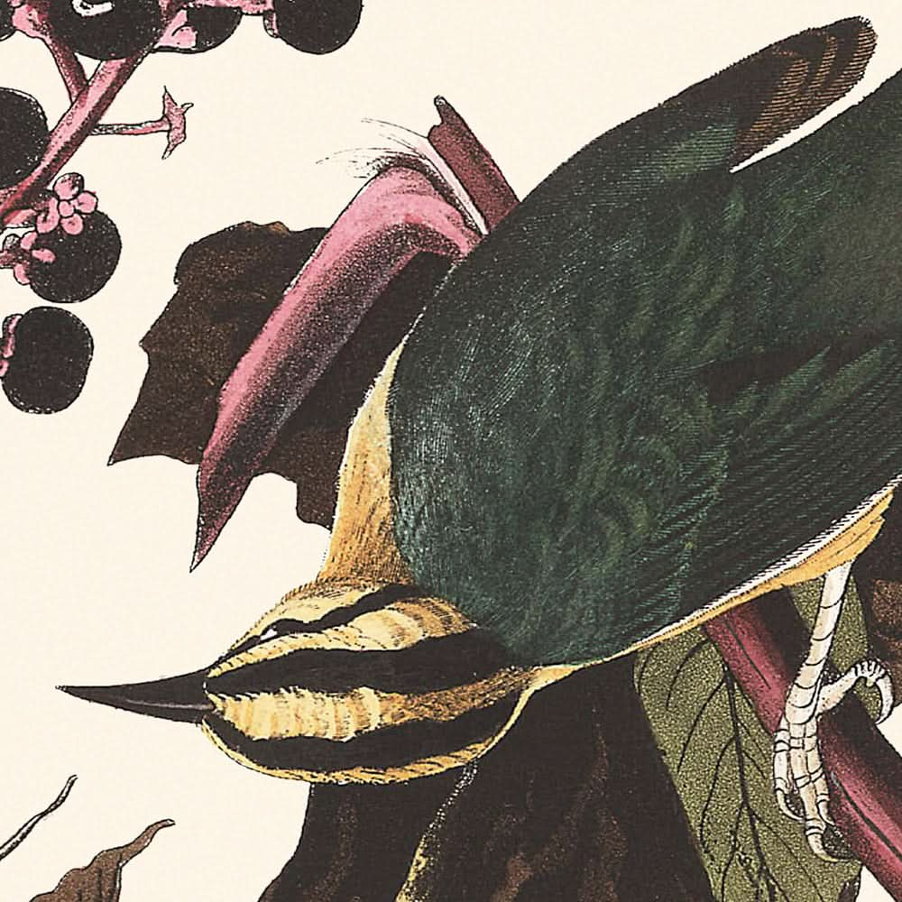 Fauvette mangeuse de vers par John James Audubon, 1827