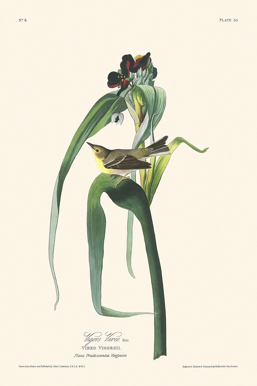 Vigors Viréo par John James Audubon, 1827