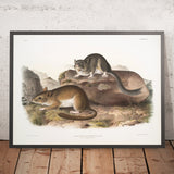 Rocky Mountain Neotoma (Neotoma drummondii) by John Woodhouse Audubon, 1845