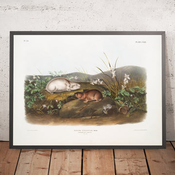 A framed image of 