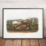 Hudson Bay Lemming (Myodes Hudsonius) by John Woodhouse Audubon, 1845
