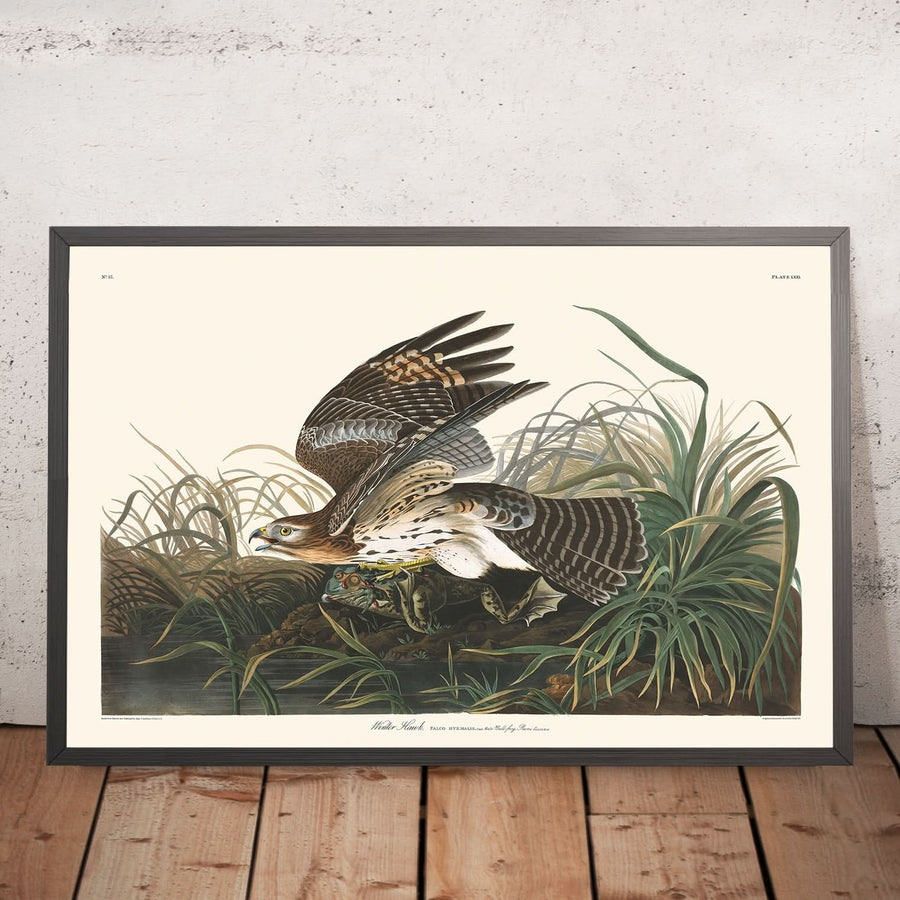 Falco Invernale di John James Audubon, 1827 