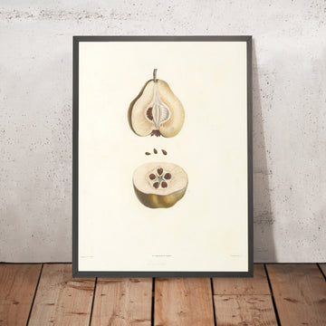 A framed image of Pear (Pirus, Plate 42) by Pierre Joseph Redouté, 1805