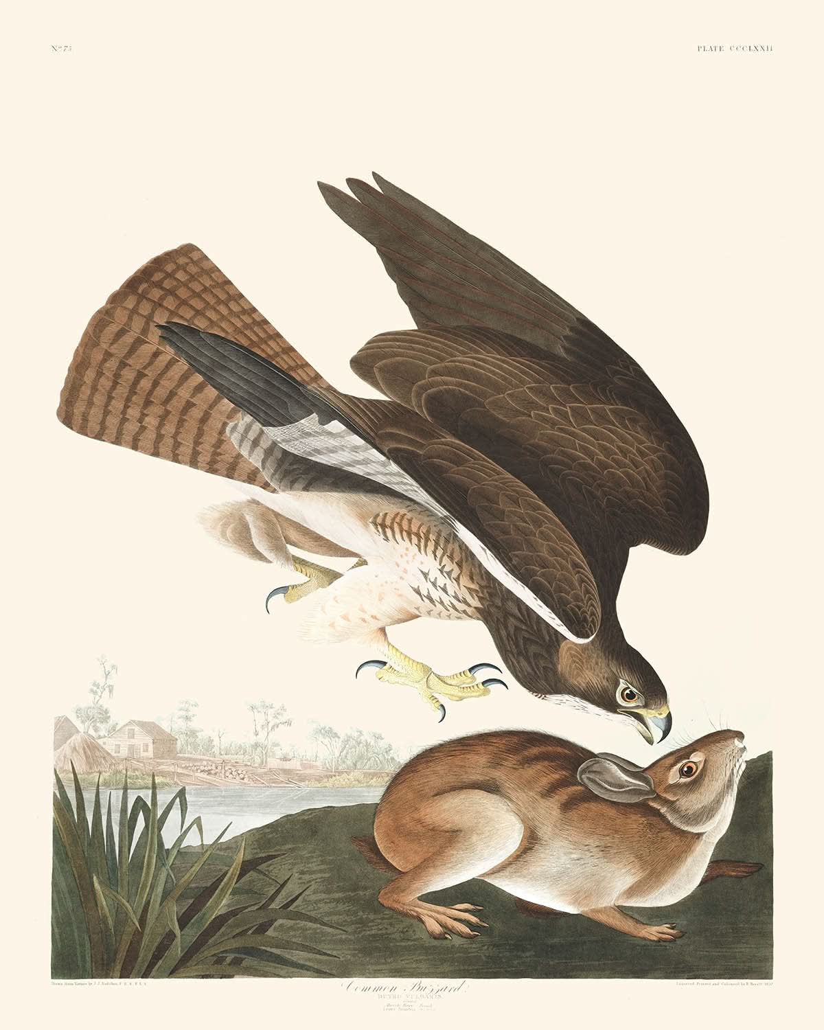 Buse variable par John James Audubon, 1827