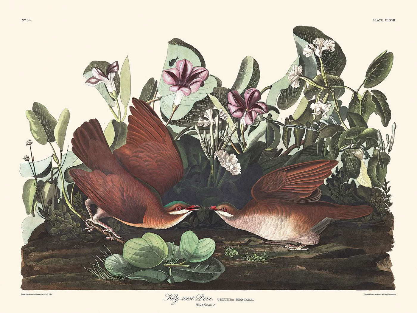 Paloma de Key West, de John James Audubon, 1827