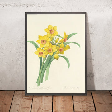 A framed image of Tazetta Daffodil (Narcissus tazetta, Plate 52) by Pierre Joseph Redouté, 1827
