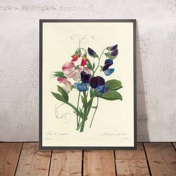 A framed image of Sweet Pea (Lathyrus odoratus, Plate 39) by Pierre Joseph Redouté, 1827