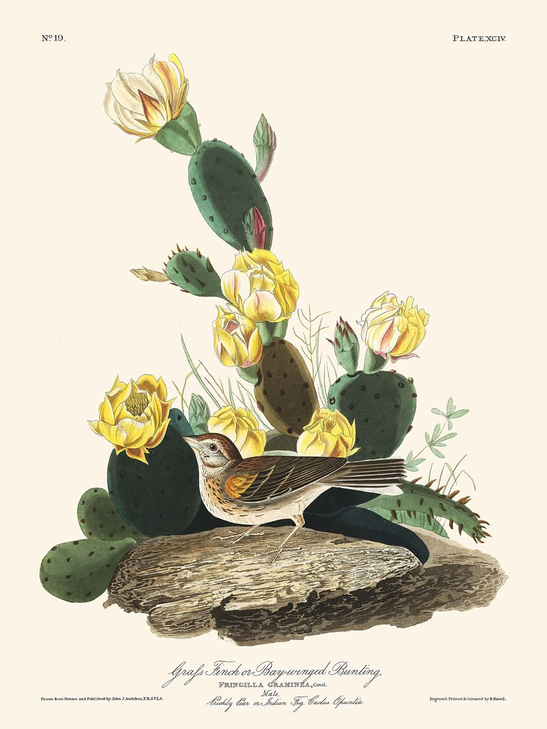 Grass Finch or Bay-winged Bunting by John James Audubon, 1827