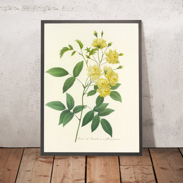 A framed image of Yellow-Flowered Banks’ Rose (Plate 97) by Pierre Joseph Redouté, 1827