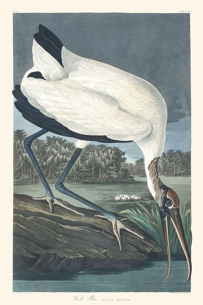 Holibis von John James Audubon, 1827 