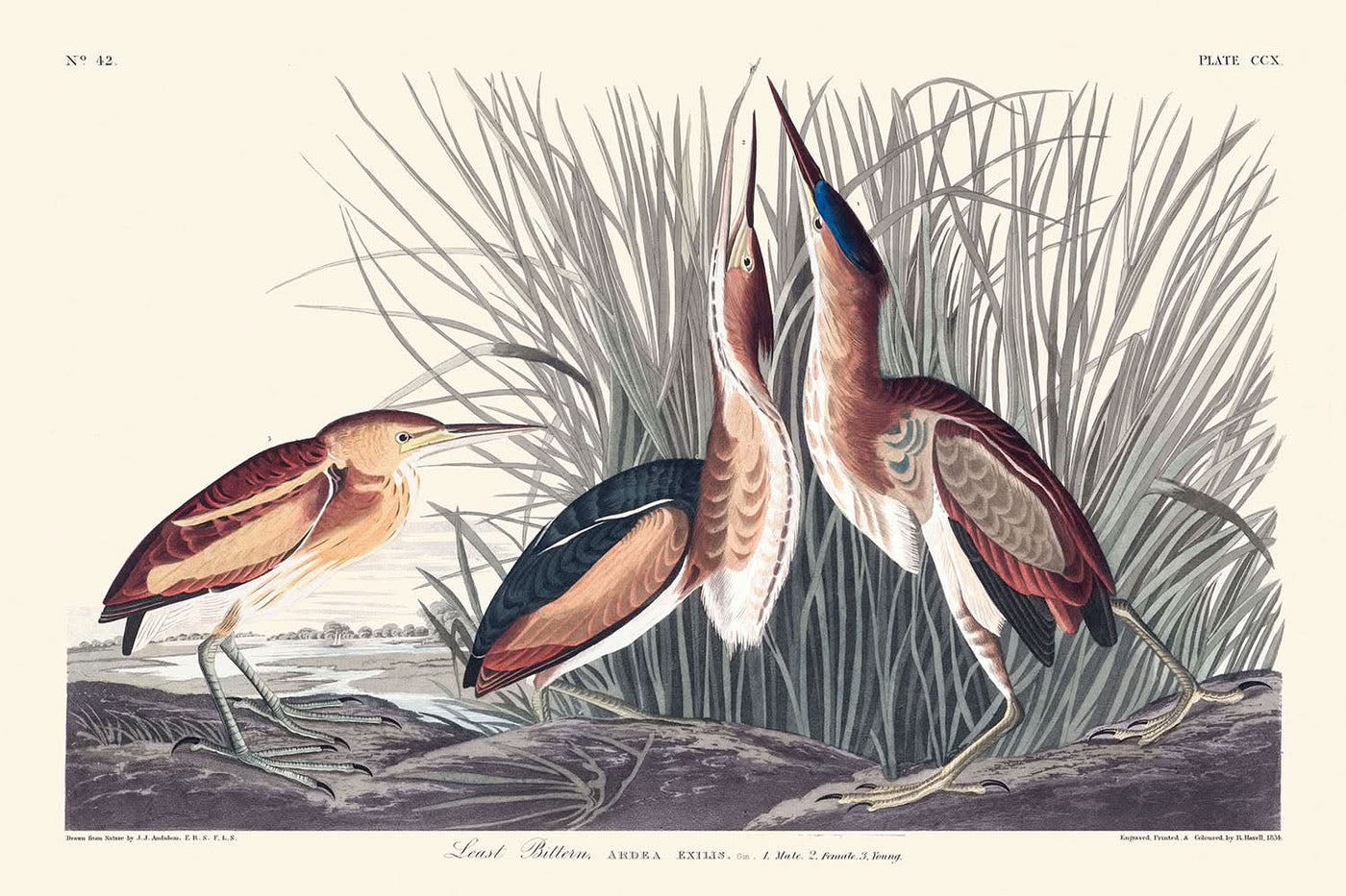 Petit Blongios par John James Audubon, 1827