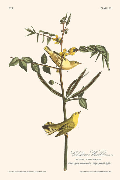 La curruca infantil, de John James Audubon, 1827