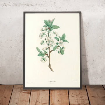 A framed image of Pear (Pyrus, Plate 43) by Pierre Joseph Redouté, 1805