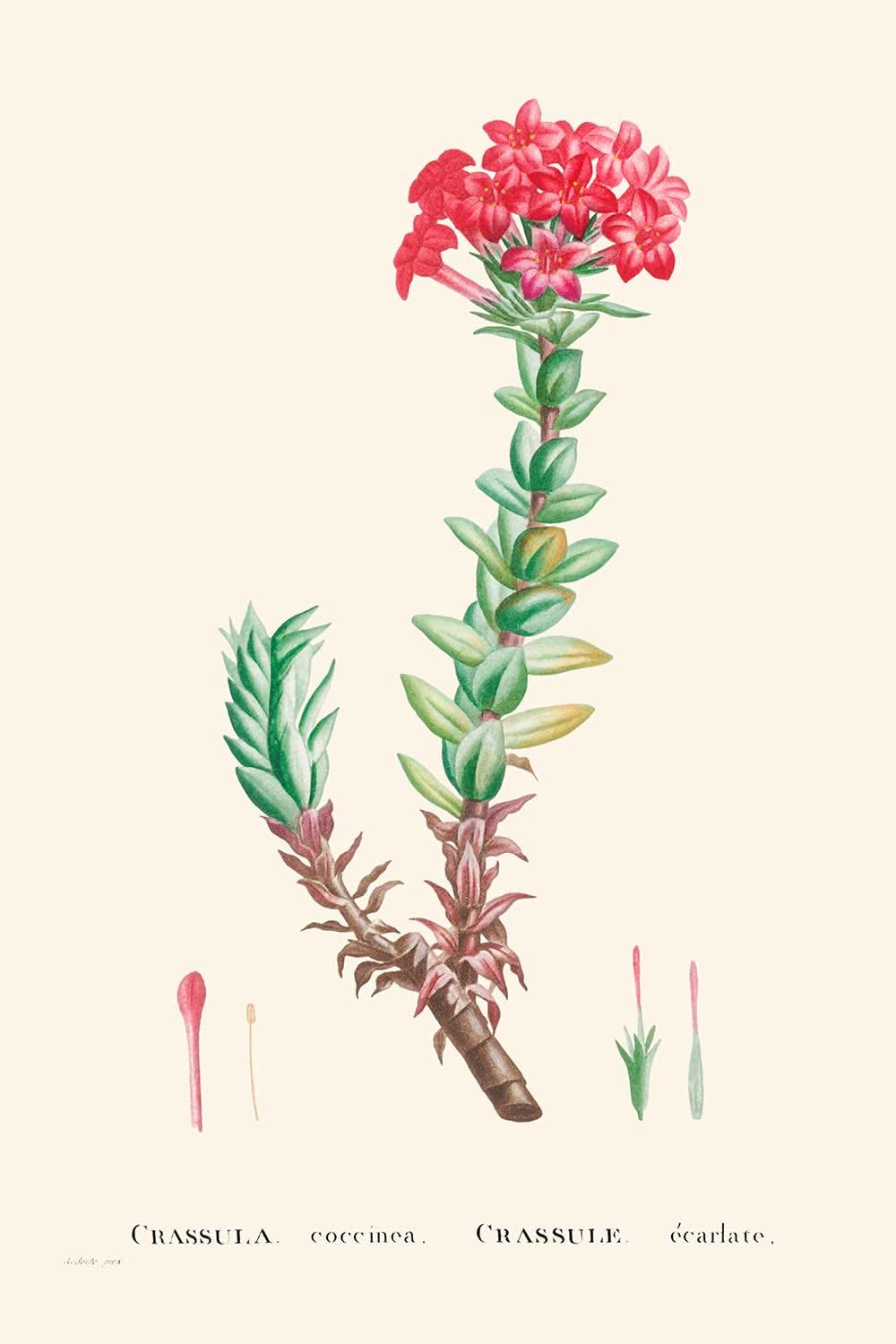 Crassula rouge de Pierre-Joseph Redouté, 1802