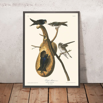 Lila Mauersegler von John James Audubon, 1827 