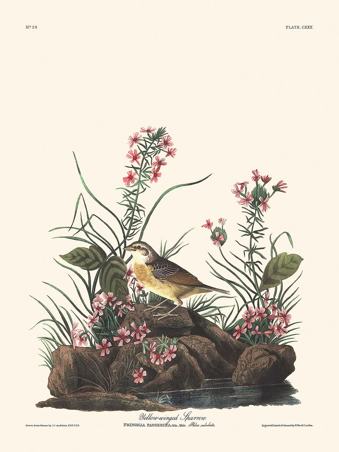 Moineau à ailes jaunes par John James Audubon, 1827