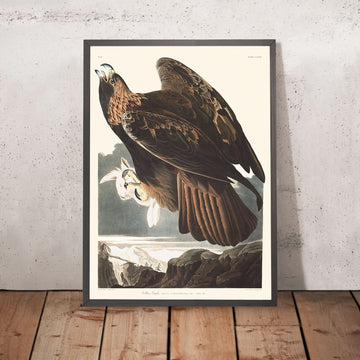 Aquila reale di John James Audubon, 1827 
