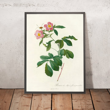 A framed image of Variegated Alpine Rose (Rosa alpina) by Pierre Joseph Redouté, 1817