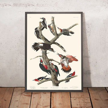 Pic chevelu, Pic à ventre rouge, Pic à queue rouge, Pic de Lewis, Pic à poitrine rouge par Audubon, 1827 