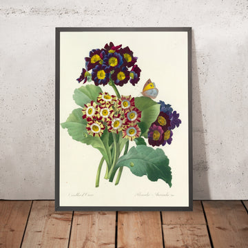 A framed image of Primroses (Primula auricula, Plate 80) by Pierre Joseph Redouté, 1827