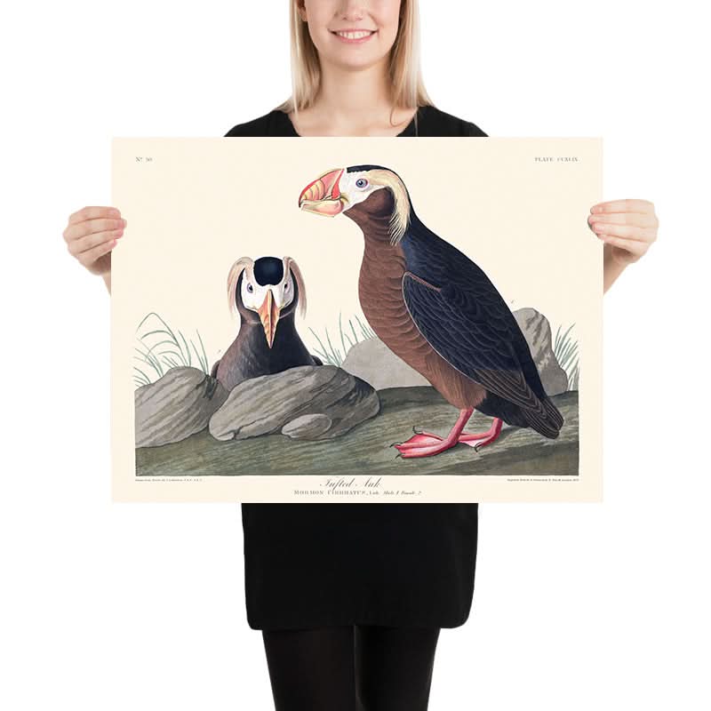 Auk a ciuffo di John James Audubon, 1827 