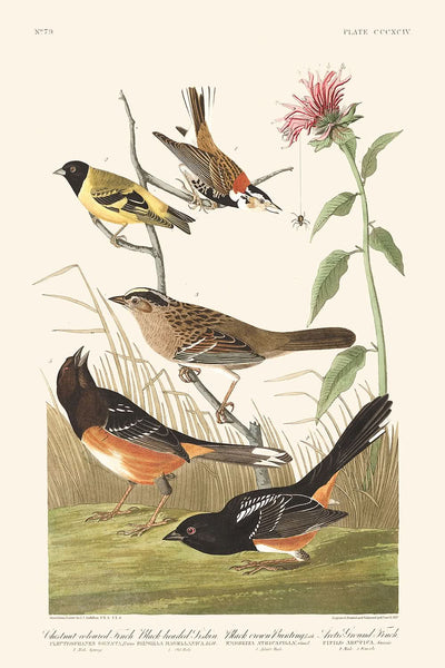 Pinzón castaño, jilguero cabecinegro, escribano coroninegro, pinzón terrestre ártico, por John James Audubon, 1827