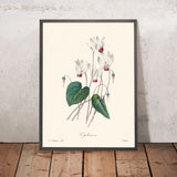 Cyclamen by Pierre-Joseph Redouté, 1802