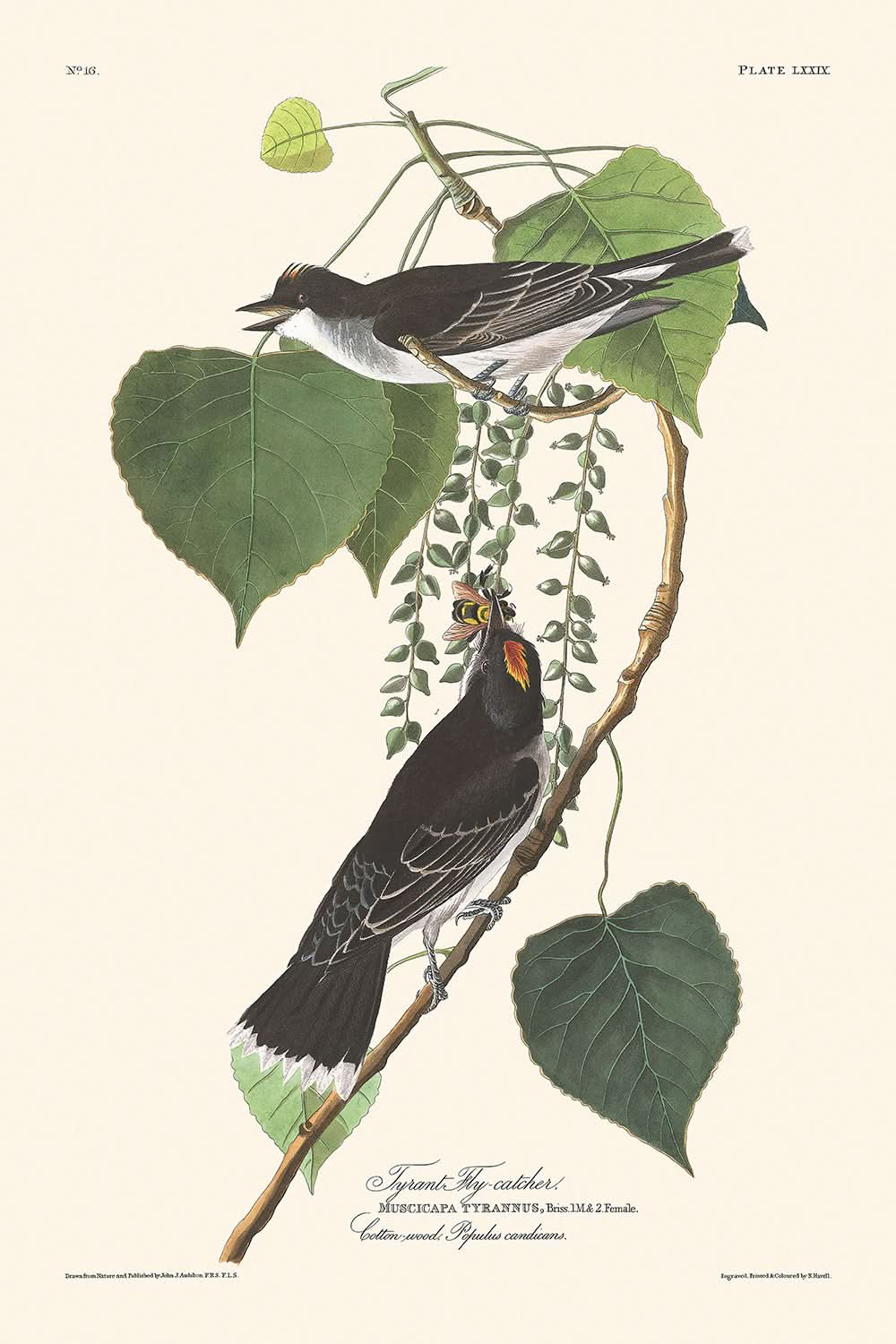 Papamoscas tirano, de John James Audubon, 1827