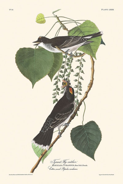 Le gobe-mouche tyran de John James Audubon, 1827