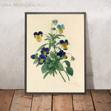 Wild Pansy (Viola tricolor, Plate 66) by Pierre Joseph Redouté, 1827