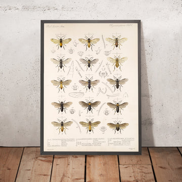 A framed image of 