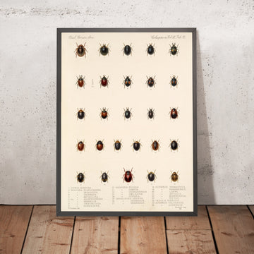 A framed image of 