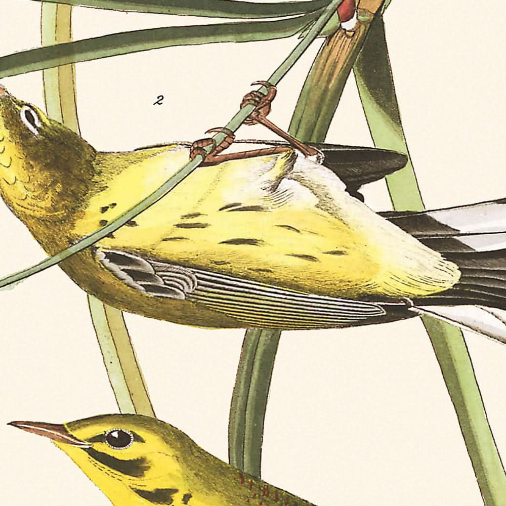 Fauvette des prairies par John James Audubon, 1827