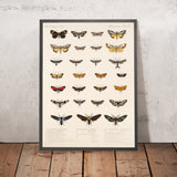 Insecta Lepidoptera-Heterocera, Plate 070 by Frederick DuCane Godman, 1879