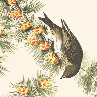 Pinzón de pino, de John James Audubon, 1827