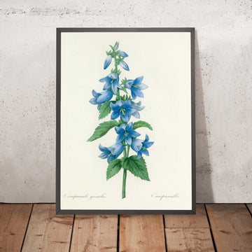 A framed image of Bellflower (Campanula, Plate 21) by Pierre Joseph Redouté, 1827
