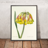 Knysna Lily (Cyrtanthus obliquus, Plate 30) by Pierre Joseph Redouté, 1827