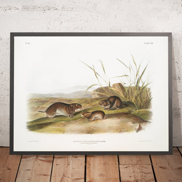 A framed image of 