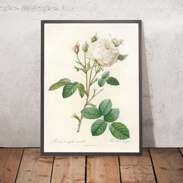 A framed image of Cabbage Rose (Rosa centifolia mutabilis) by Pierre Joseph Redouté, 1817