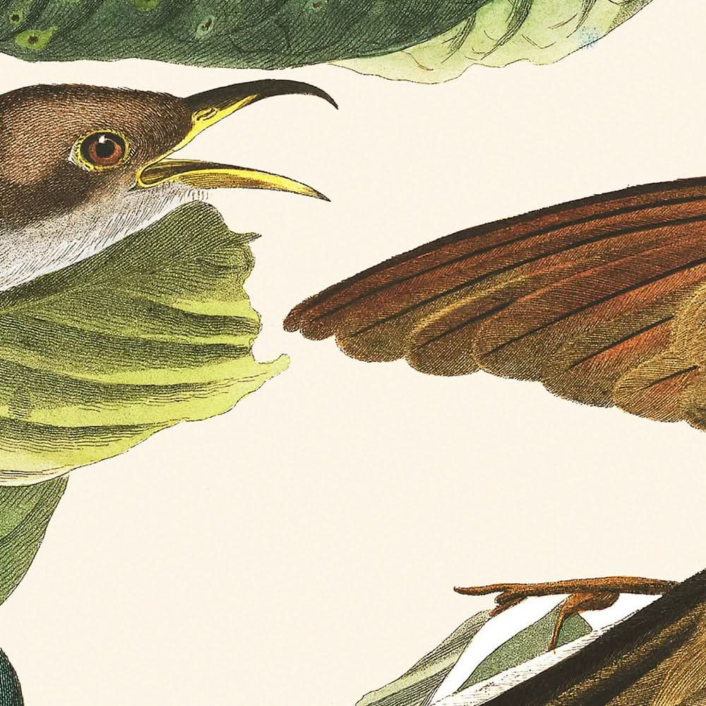 Gelbkopf-Kuckuck von John James Audubon, 1827 