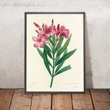 Oleander (Nerium, Plate 40) by Pierre Joseph Redouté, 1827