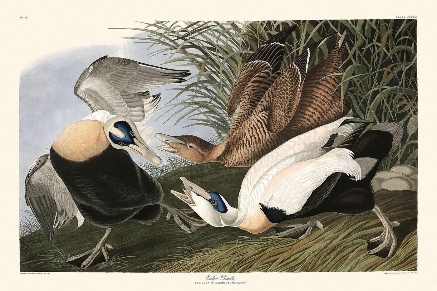 Eider Duck by John James Audubon, 1827