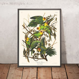 Carolina Parrot by John James Audubon, 1827